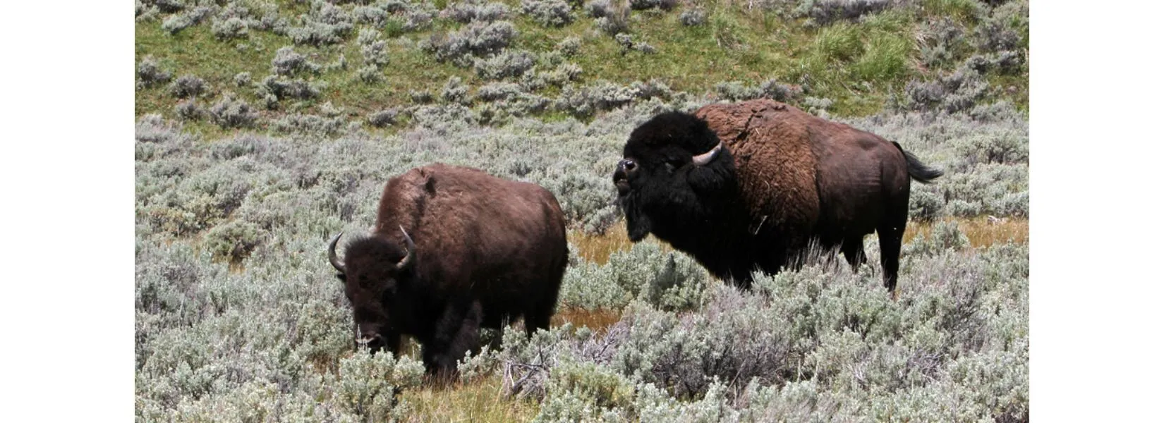 Bison wildlife in Yellowstone National Park